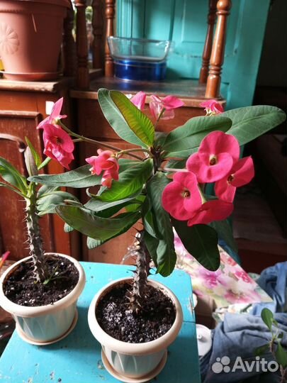 Молочай миля крупноцветковый. Алое лечебное