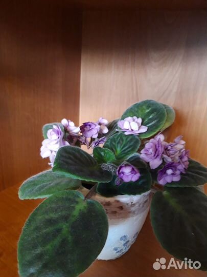 Продам фиалку
