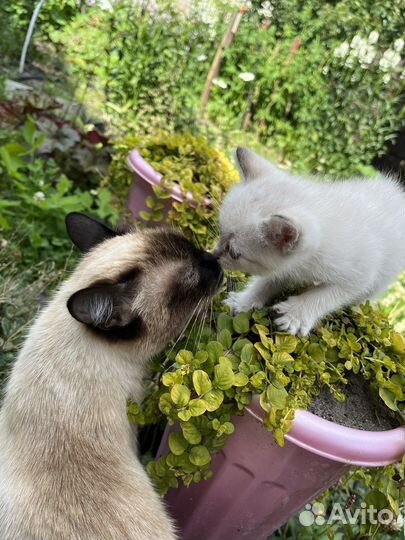 Котята от сиамской кошки