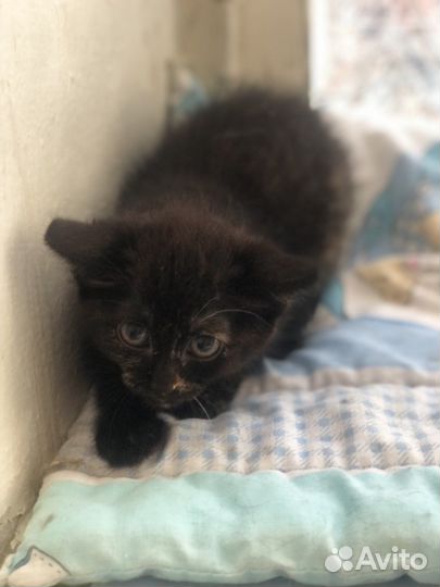 Кроха Шипучка ишет дом