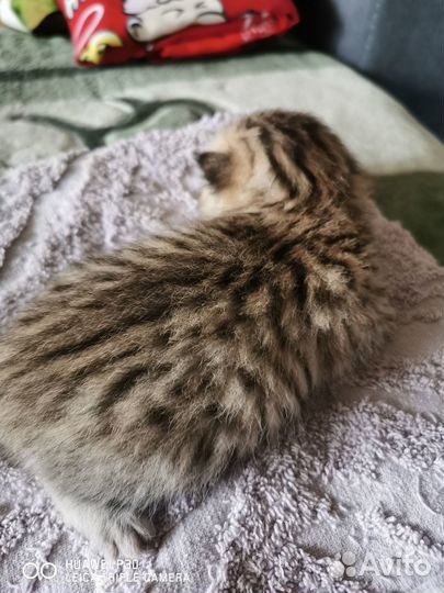 Британские котята