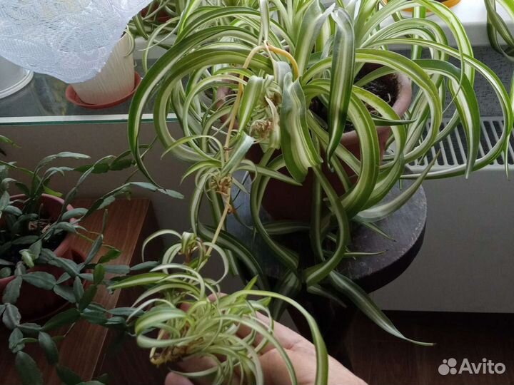 Хлорофитум кучерявый