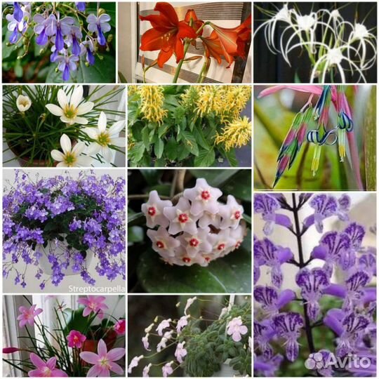 Декоративно-цветущие растения/ комнатные цветы