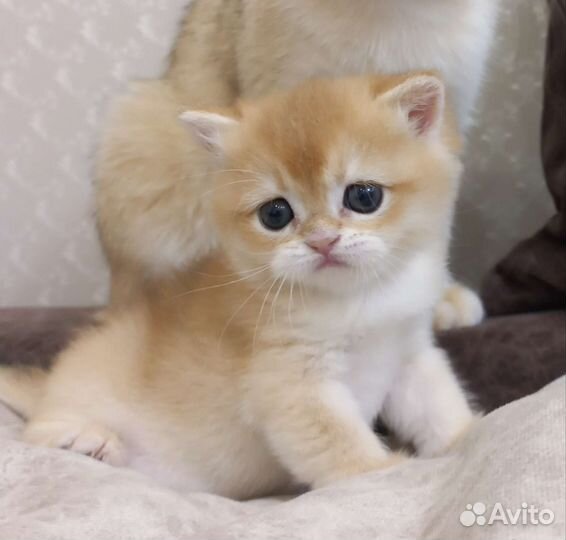 Британская золотая шиншилла ny 12