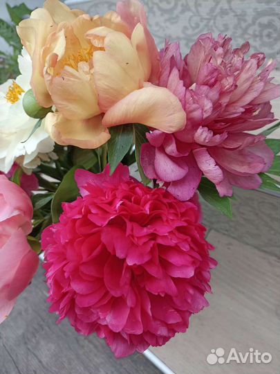 Пионы из моего сада корни