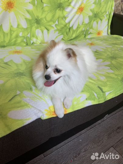 Померанский шпиц