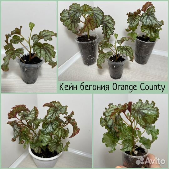 Бегонии кейн (тросниковые)