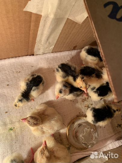 Цыплята леггорн долматинец