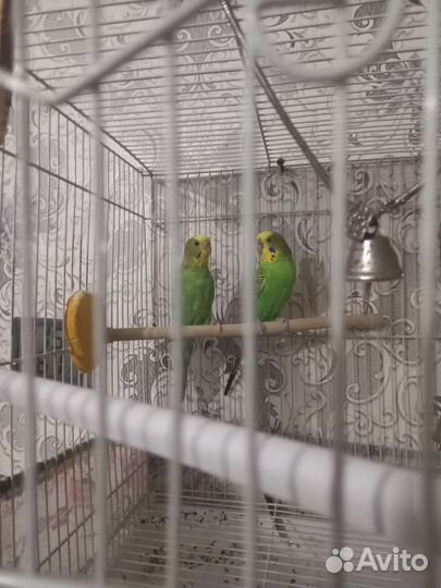 Волнистые попугаи