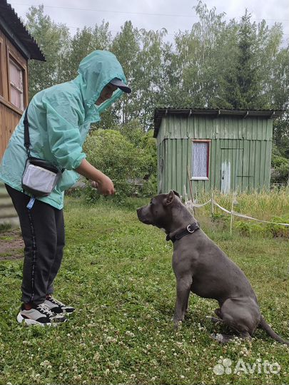 Дрессировка и воспитание собак. Кинолог