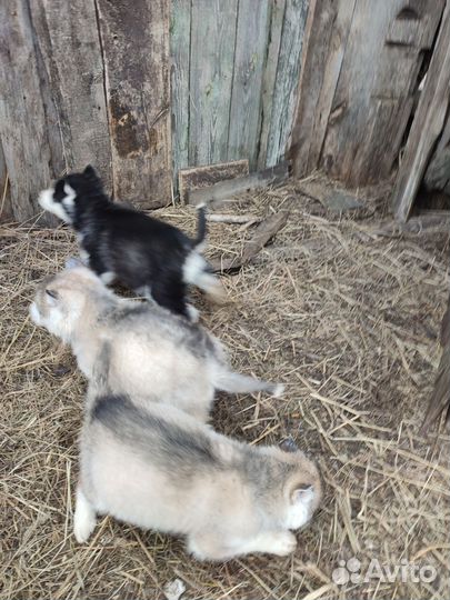 Щенки сибирской хаски