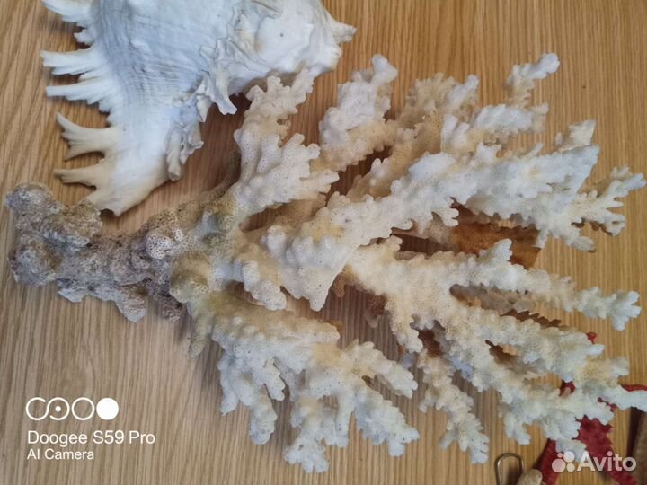 Ракушка морская большая