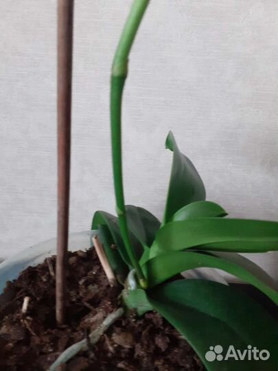 Орхидея фаленопсис