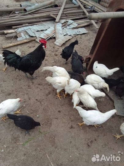 Куры и петушки 2 месячные