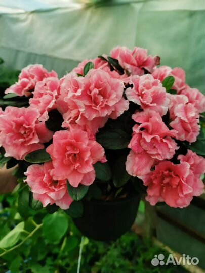 Комнатные цветы фуксия