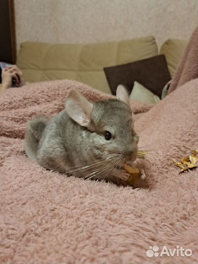 Шиншилла