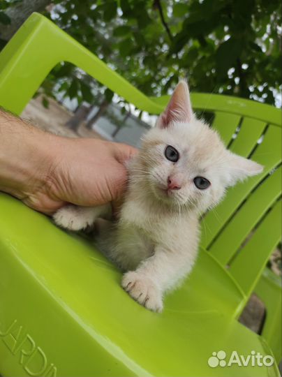 Котик мышелов 2 мес