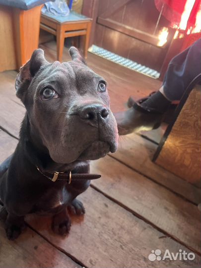 Щенки кане корсо