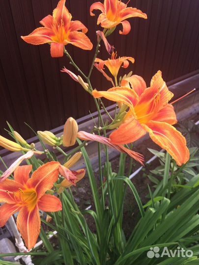 Цветы для сада (многолетники)