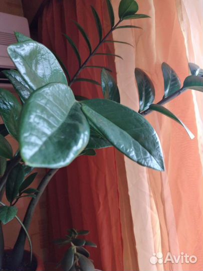 Замиокулькас