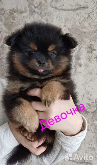Щенки шпица