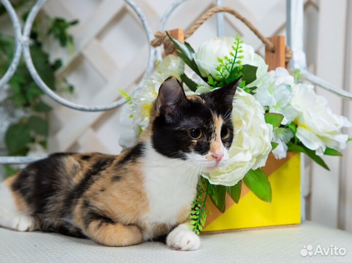 Трехцветная кошка