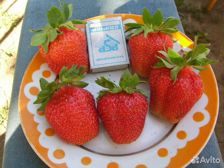 Клубника рассада