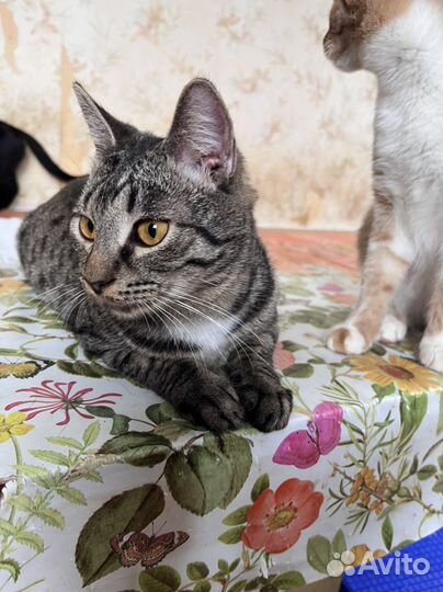 Котик в дар