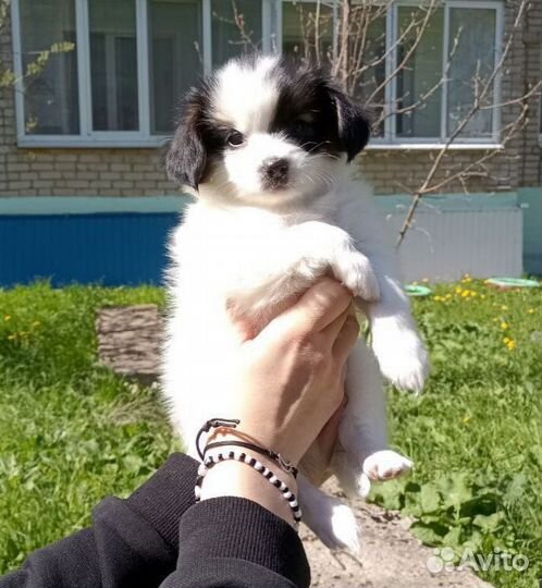 Щенки папийона