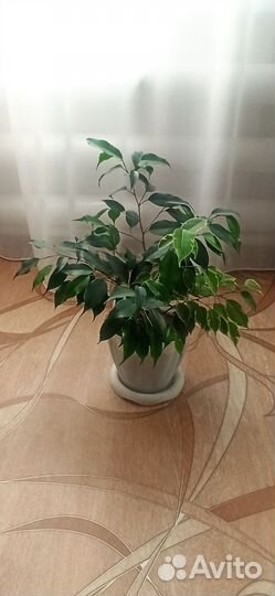 Фикус бенджамина