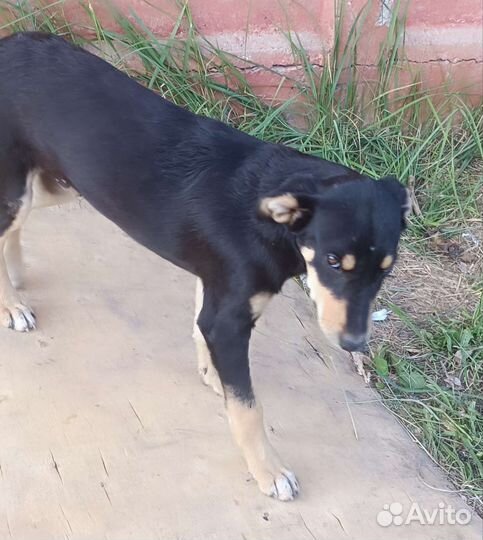 Собака в добрые руки щенок