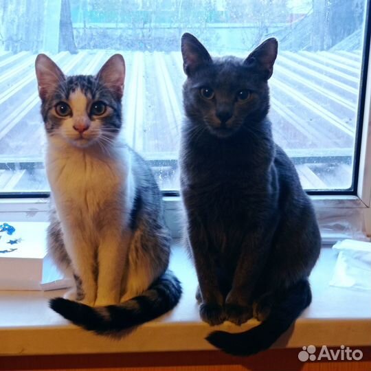 Отдам котов в добрые руки