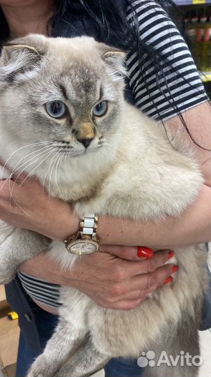 Отдадим кота в добрые руки