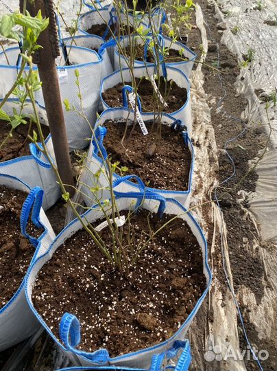 Саженцы голубики