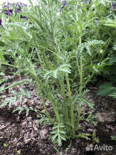 Ромашки, многолетники для сада дачи