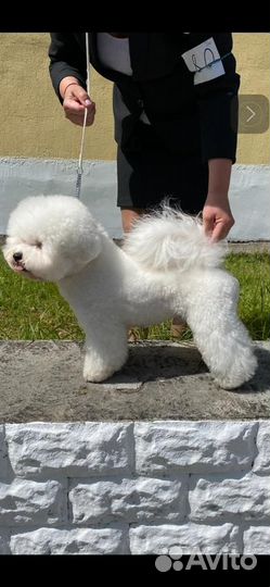 Бишон фризе вязка