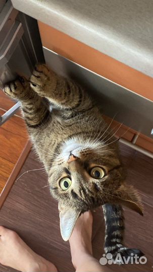 Отдам кошку в добрые руки