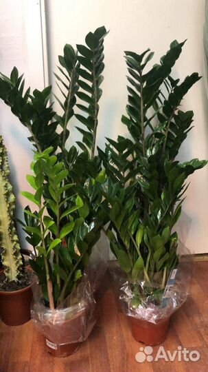 Замиокулькас