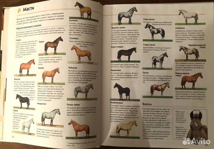 Лошади. Справочник по верховой езде