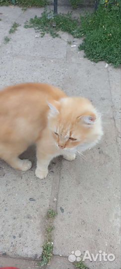 Котик ищет хозяина