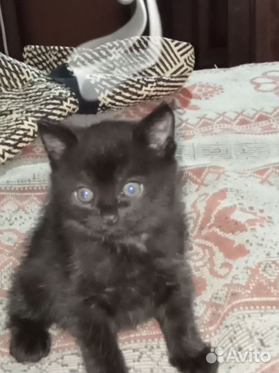 Черный котенок