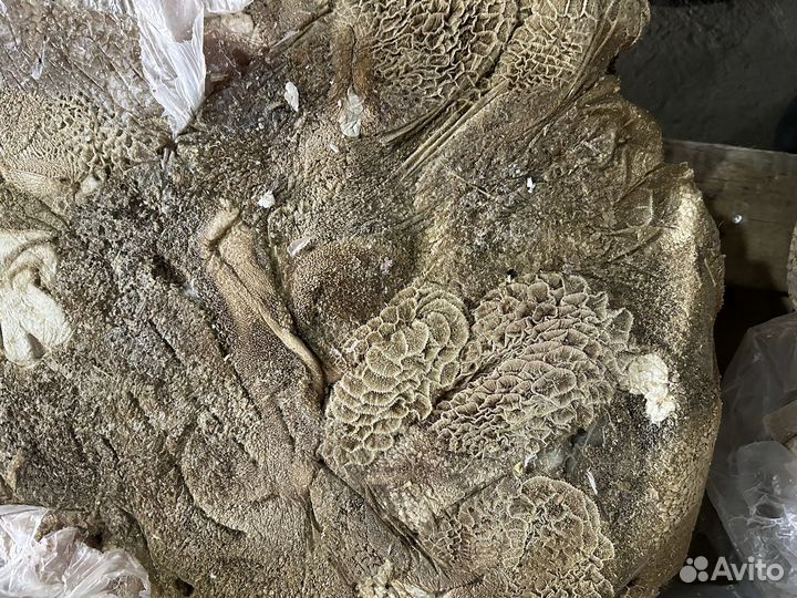 Рубец говяжий очищенный