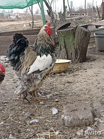 Петух Кохинхин