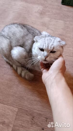 Шотландская