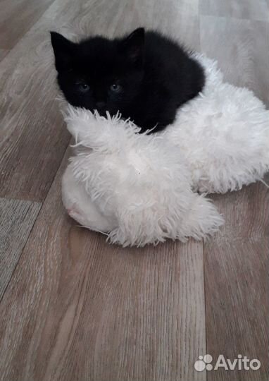 Котята,помесь британско-сибирские