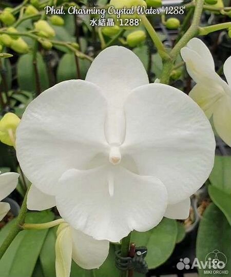 Орхидея фаленопсис Charming Crystal Water '1288'