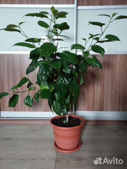 Гибискус комнатный