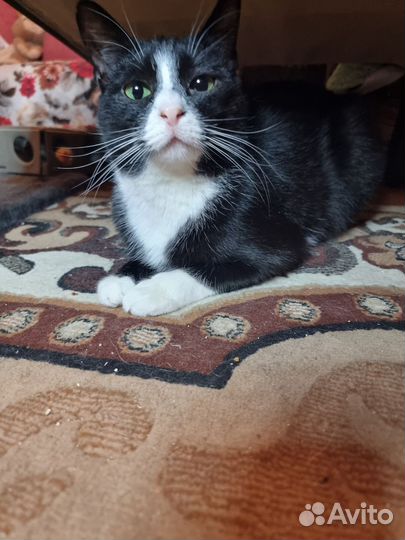Котик черно белый пингвин