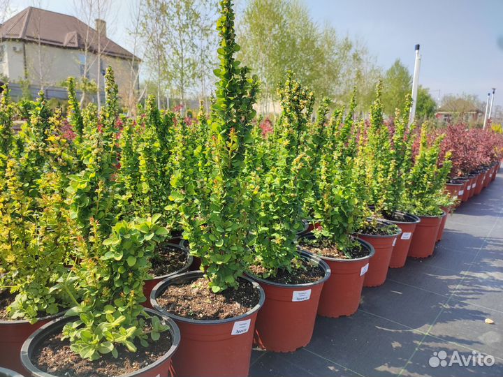 Барбарис Тунберга