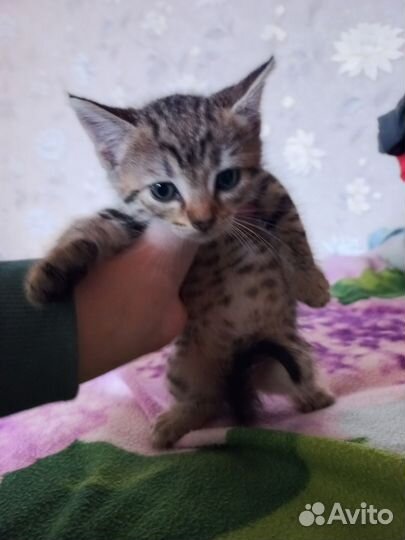 Котята